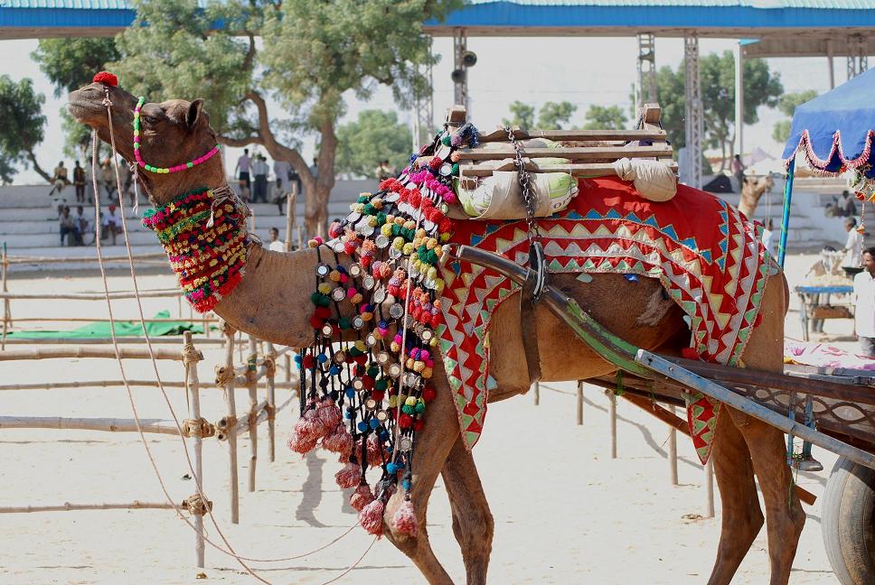 Camel_Pushkar_fair